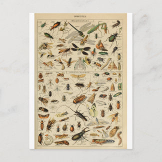 Cartão Postal Ilustração de insetos dicionários