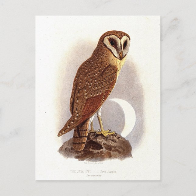 Cartão Postal Ilustração de Java Owl Vintage (Frente)