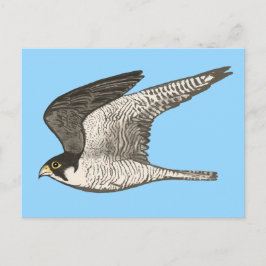 Cartão Postal Ilustração de Lápis com Cor de Falcão Peregrino
