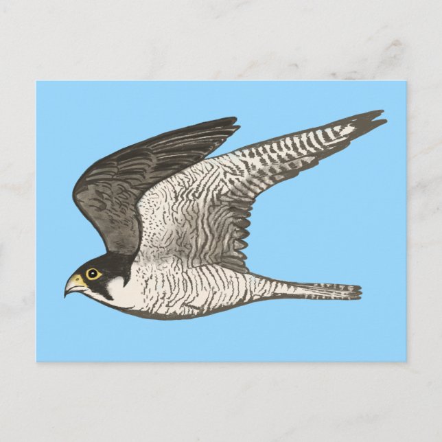 Cartão Postal Ilustração de Lápis com Cor de Falcão Peregrino (Frente)