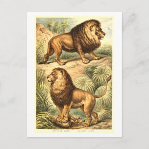 Cartão Postal Ilustração de Leão Vintage