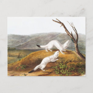 Cartão Postal Ilustração de Little Nimble Weasel Putorius agilis