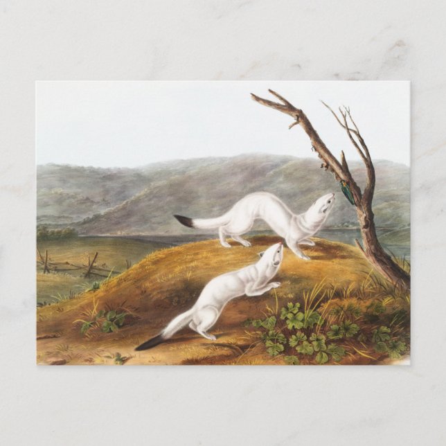 Cartão Postal Ilustração de Little Nimble Weasel Putorius agilis (Frente)