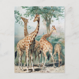 Cartão Postal Ilustração de Livro Vintage Quatro Girafas 1900