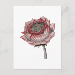 Cartão Postal Ilustração de lótus desenhada à mão