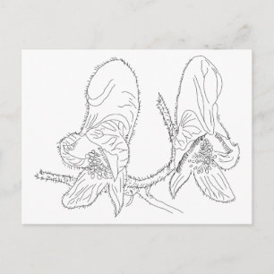 Cartão Postal Ilustração de Monkshood