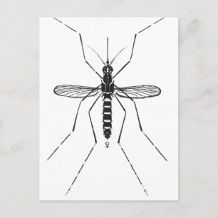 Cartão Postal Ilustração de Nomenclatura Científica de Mosquito