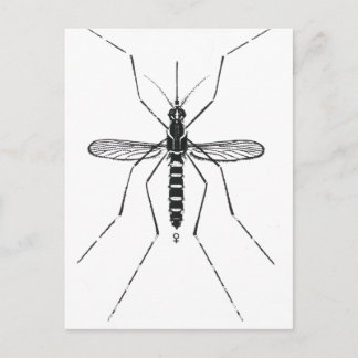 Cartão Postal Ilustração de Nomenclatura Científica de Mosquito