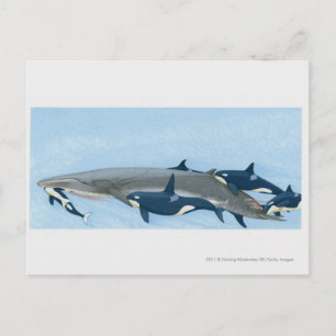 Cartão Postal Ilustração de Orca trabalhando em grupo
