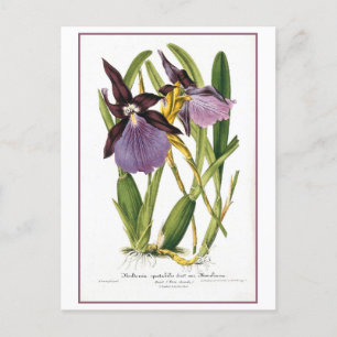Cartão Postal Ilustração de Orquídea Roxo Tropical