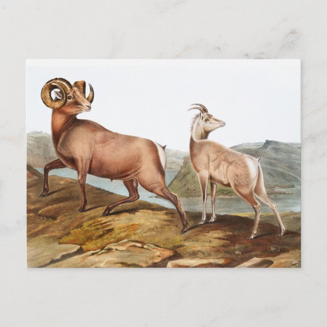 Cartão Postal Ilustração de Ovis montana (Rocky Mountain Sheep) (Frente)