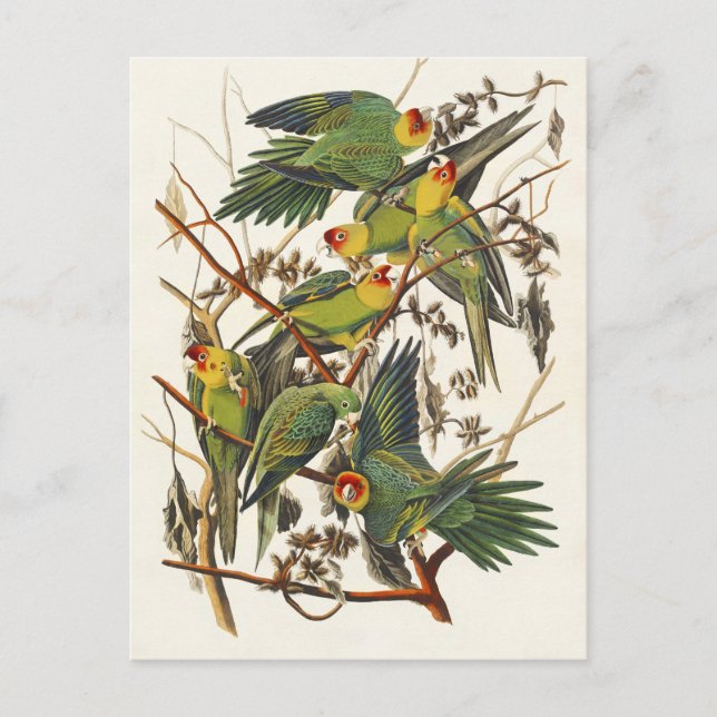Cartão Postal Ilustração de papagaio da Carolina de Audubon (Frente)