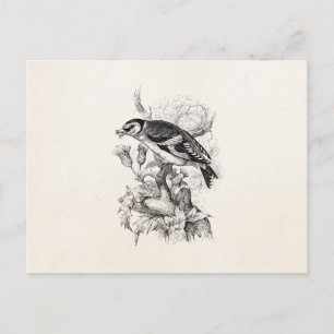 Cartão Postal Ilustração de Pássaro Pintassilgo Antigo Século 18