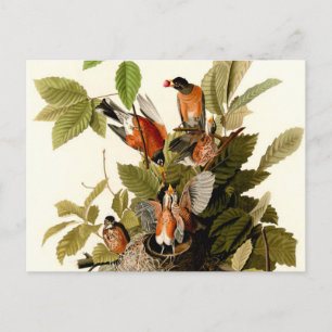 Cartão Postal Ilustração de Pássaros Robin Wildlife da América d