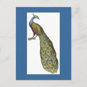 Cartão Postal Ilustração de pavão