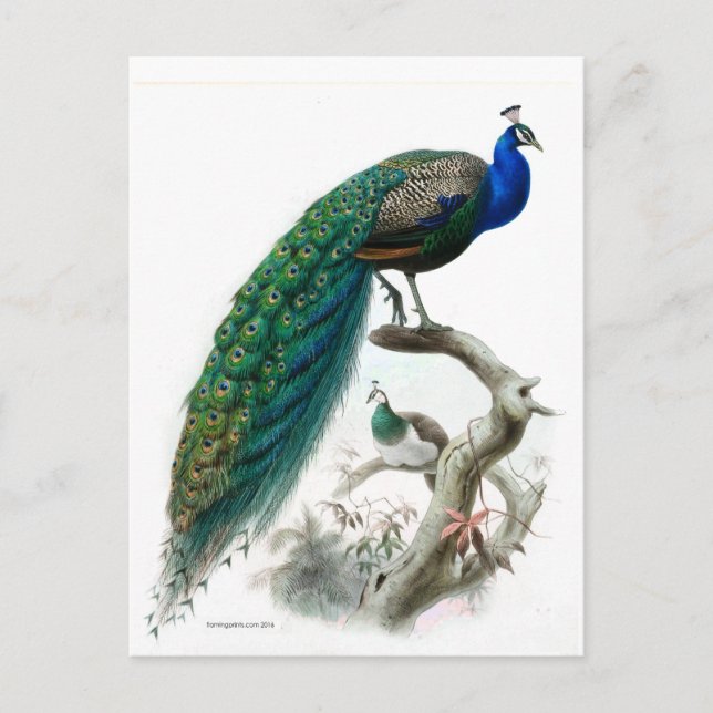Cartão Postal Ilustração de Peacock Vintage (Frente)