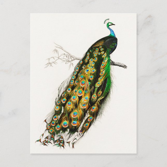 Cartão Postal Ilustração de Peacock Vintage (Frente)
