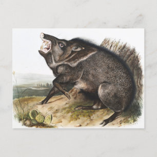 Cartão Postal Ilustração de Peccary Dycoteles torquatus