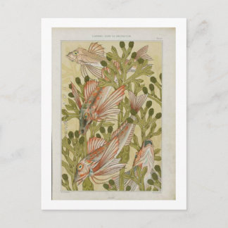 Cartão Postal Ilustração de peixes de safra