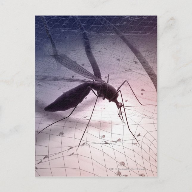 Cartão Postal Ilustração de picada de mosquito (Frente)