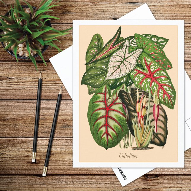 Cartão Postal Ilustração de Planta Caladium Multicolorida (Criador carregado)