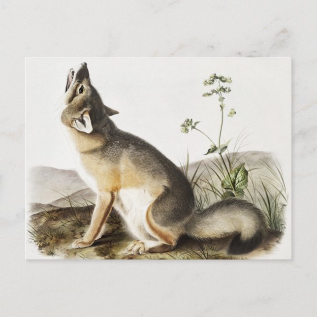 Cartão Postal Ilustração de Raposa Swift (Vulpes velox) (Frente)
