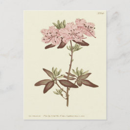 Cartão Postal Ilustração de Rododendro de Folhas Pontilhadas