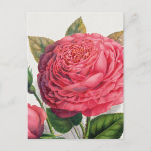 Cartão Postal Ilustração de Rosa Rosa Vintage