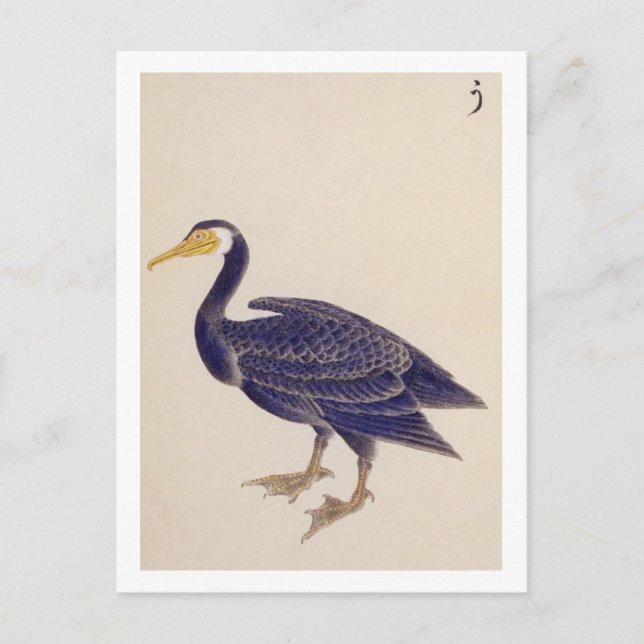 Cartão Postal Ilustração de safra: Cormorante (Frente)