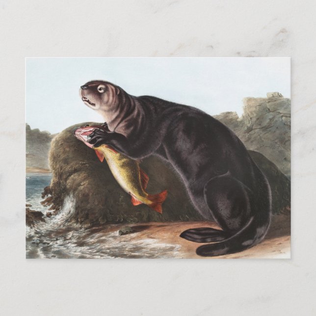Cartão Postal Ilustração de Sea Otter (Enhydra marina) (Frente)