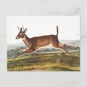 Cartão Postal Ilustração de Veado Longo (Cervus leucurus)