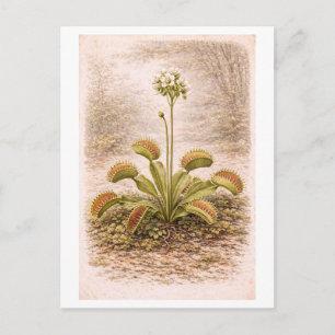 Cartão Postal Ilustração de Venus Flytrap em Estilo Vintage