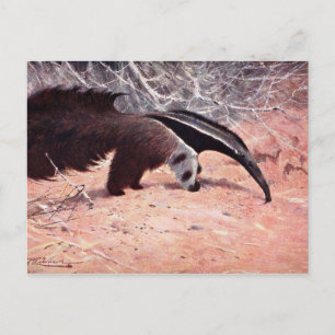 Cartão Postal Ilustração de Vintage Anteater Gigante.