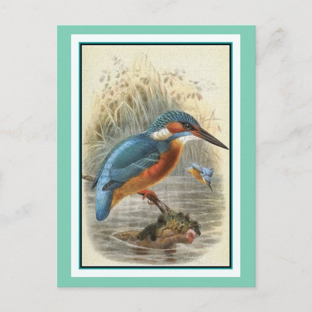 Cartão Postal Ilustração de Vintage de Kingfisher Comum (Frente)