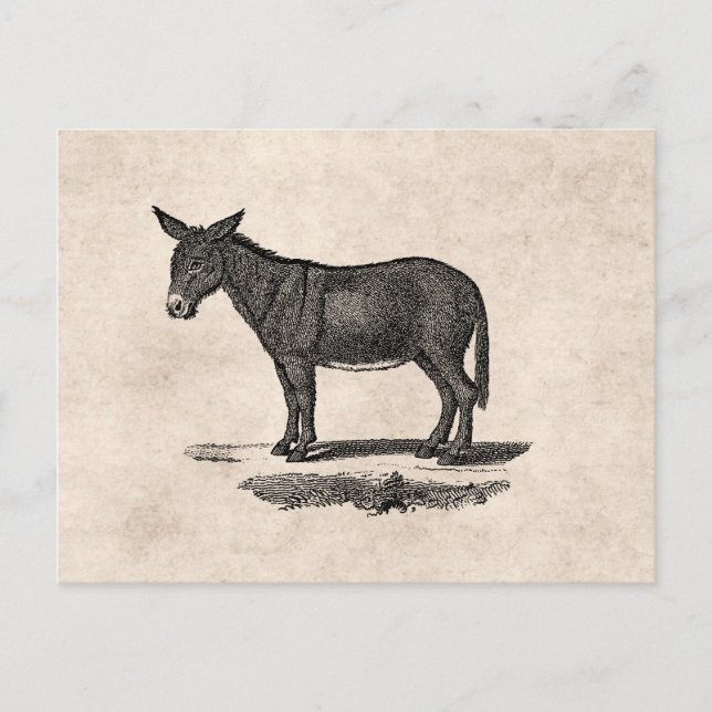 Cartão Postal Ilustração de Vintage Donkey - 1800's Donkeys (Frente)