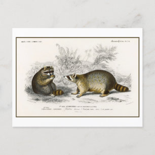 Cartão Postal Ilustração de Vintage Raccoon