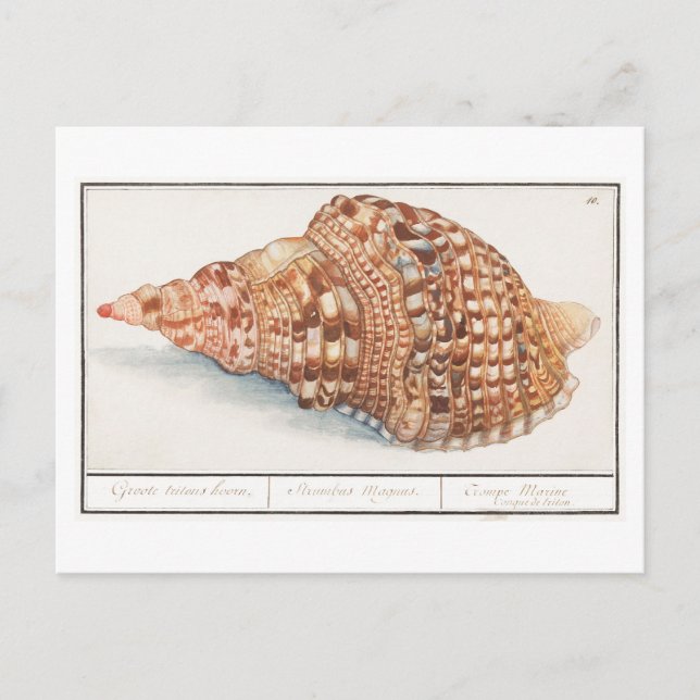 Cartão Postal Ilustração de Vintage Seashell (Frente)