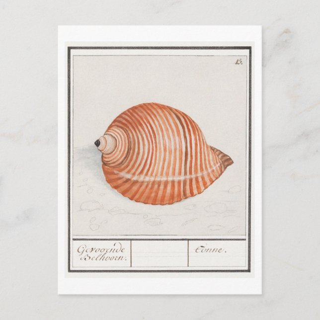 Cartão Postal Ilustração de Vintage Seashell (Frente)