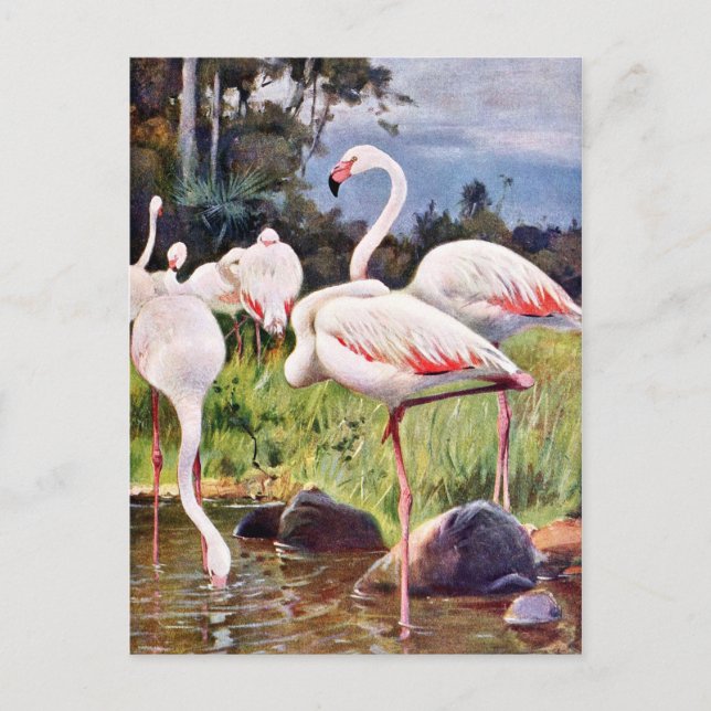 Cartão Postal Ilustração de Vintagem de Flamingos Rosa (Frente)