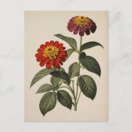 Cartão Postal Ilustração de zínia