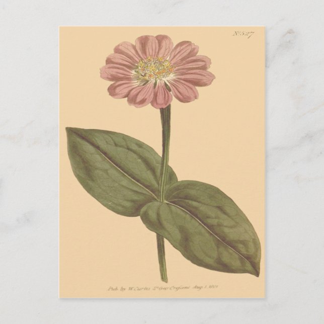 Cartão Postal Ilustração de Zínia Colorida Violeta (Frente)