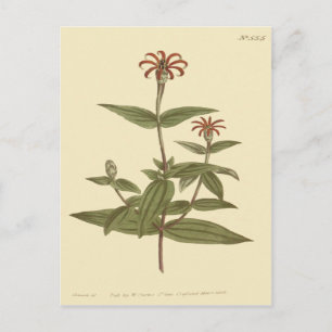 Cartão Postal Ilustração de Zínia Vermelha de Flores Finas