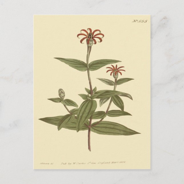 Cartão Postal Ilustração de Zinnia Vermelha Flores Inferior (Frente)