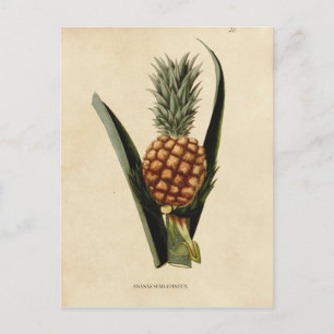 Cartão Postal Ilustração do abacaxi da safra