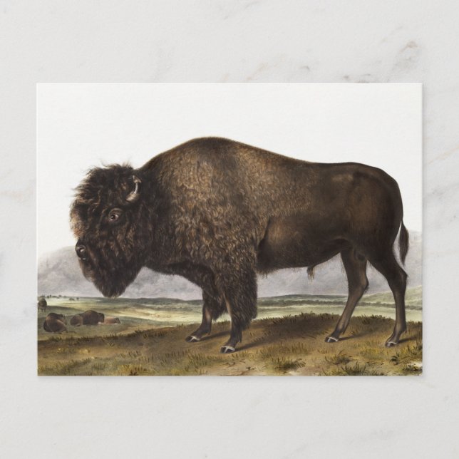Cartão Postal Ilustração do American Bison (Bos Americanus) (Frente)