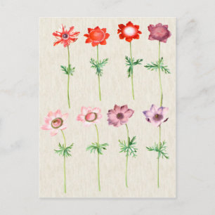 Cartão Postal Ilustração do Anemone Botânico Vintage