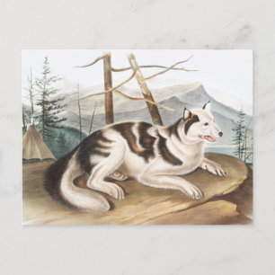Cartão Postal Ilustração do Cão Índio lebre (Canis familiaris)