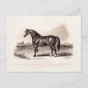 Cartão Postal Ilustração do Carrinho Stallion Horse da Vintage d