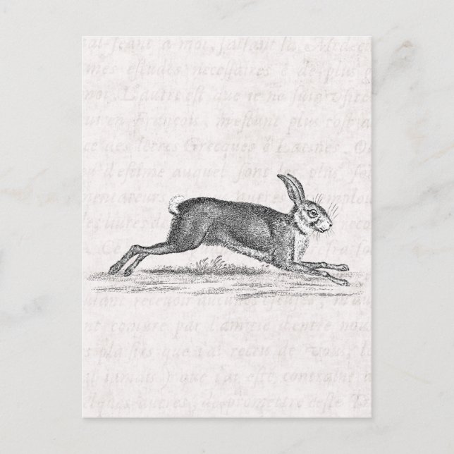 Cartão Postal Ilustração do coelho da lebre vítrea dos anos 1800 (Frente)