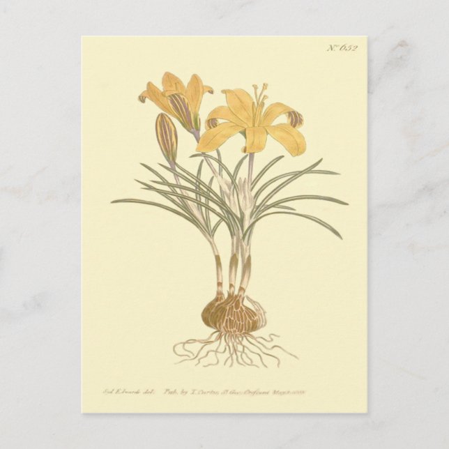Cartão Postal Ilustração do Crocus de Tecido de Ouro (Frente)
